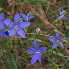 Wahlenbergia sp. at Sutton, NSW - 17 Jan 2022