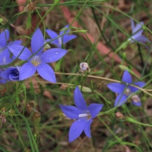 Wahlenbergia sp. at Sutton, NSW - 17 Jan 2022