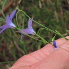 Wahlenbergia sp. at Sutton, NSW - 17 Jan 2022