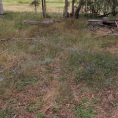 Wahlenbergia sp. at Sutton, NSW - 17 Jan 2022