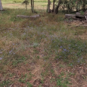 Wahlenbergia sp. at Sutton, NSW - 17 Jan 2022