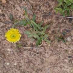 Coronidium scorpioides (Button Everlasting) at Bungendore, NSW - 18 Oct 2022 by clarehoneydove