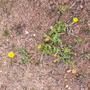 Coronidium scorpioides at Bungendore, NSW - 18 Oct 2022