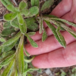 Coronidium scorpioides at Bungendore, NSW - 18 Oct 2022