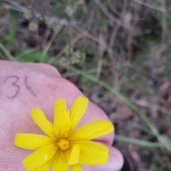 Microseris walteri (Yam Daisy, Murnong) at Bungendore, NSW - 21 Oct 2022 by clarehoneydove