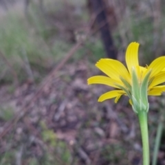 Microseris walteri at Bungendore, NSW - 21 Oct 2022 03:40 PM