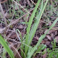 Microseris walteri at Bungendore, NSW - 21 Oct 2022