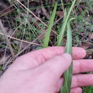 Microseris walteri at Bungendore, NSW - 21 Oct 2022