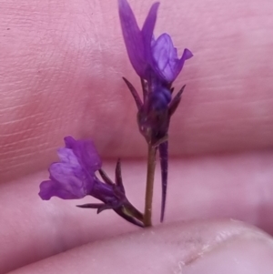 Linaria pelisseriana at Bungendore, NSW - 21 Oct 2022