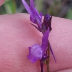 Linaria pelisseriana at Bungendore, NSW - 21 Oct 2022