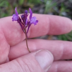 Linaria pelisseriana at Bungendore, NSW - 21 Oct 2022