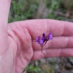 Linaria pelisseriana at Bungendore, NSW - 21 Oct 2022