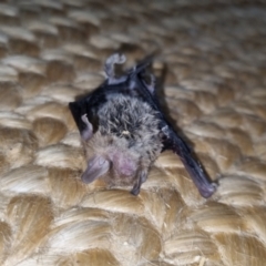 Vespadelus sp. (genus) (A vesper forest bat) at QPRC LGA - 20 Oct 2022 by clarehoneydove