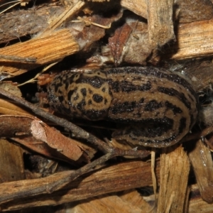 Limax maximus at Flynn, ACT - 20 Oct 2022 11:09 AM