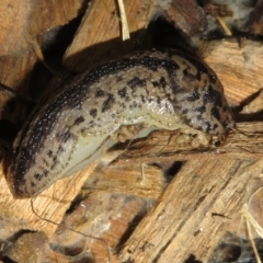 Limax maximus at Flynn, ACT - 20 Oct 2022 11:09 AM