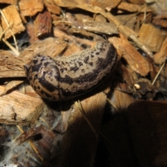 Limax maximus at Flynn, ACT - 20 Oct 2022