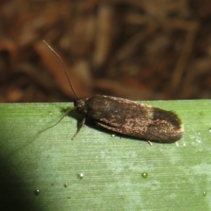 Leistomorpha brontoscopa at Flynn, ACT - 20 Oct 2022