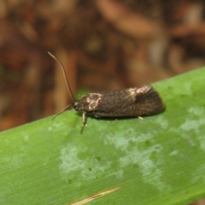 Leistomorpha brontoscopa at Flynn, ACT - 20 Oct 2022 11:15 AM