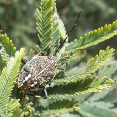 Theseus modestus (Gum tree shield bug) at QPRC LGA - 19 Oct 2022 by Christine