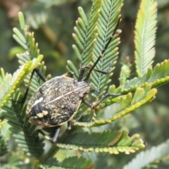 Theseus modestus at Lake George, NSW - 19 Oct 2022