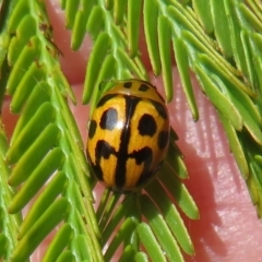 Peltoschema oceanica (Oceanica leaf beetle) at Lake George, NSW - 19 Oct 2022 by Christine