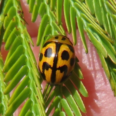 Peltoschema oceanica (Oceanica leaf beetle) at Lake George, NSW - 19 Oct 2022 by Christine