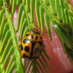 Peltoschema oceanica at Lake George, NSW - 19 Oct 2022