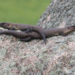 Egernia cunninghami (Cunningham's Skink) at Wollogorang, NSW - 19 Oct 2022 by Christine