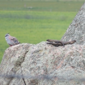 Egernia cunninghami at Wollogorang, NSW - 19 Oct 2022