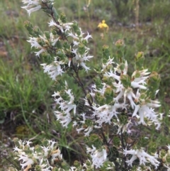 Brachyloma daphnoides (Daphne Heath) at Wamboin, NSW - 18 Oct 2020 by Devesons