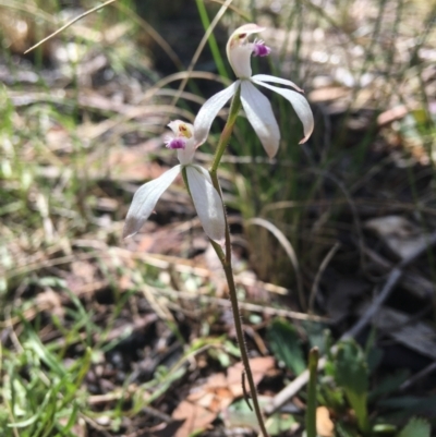 Caladenia ustulata (Brown Caps) at Wamboin, NSW - 1 Oct 2021 by Devesons