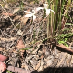 Caladenia ustulata at Wamboin, NSW - 17 Oct 2021