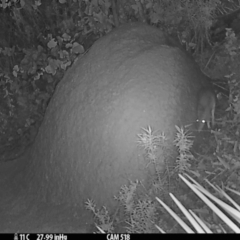 Perameles nasuta (Long-nosed Bandicoot) at Booth, ACT - 21 Apr 2022 by DonFletcher