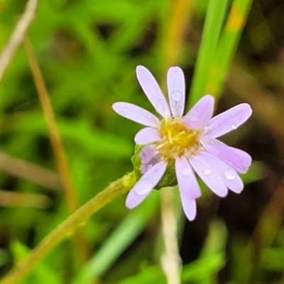 Vittadinia muelleri (Narrow-leafed New Holland Daisy) at Bombala, NSW - 22 Oct 2022 by trevorpreston