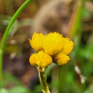 Chrysocephalum apiculatum at Bombala, NSW - 22 Oct 2022 04:02 PM