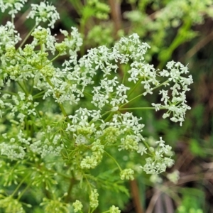 Conium maculatum at Bombala, NSW - 22 Oct 2022