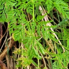 Conium maculatum at Bombala, NSW - 22 Oct 2022 04:00 PM