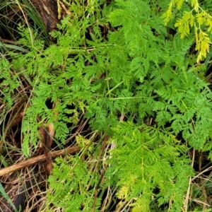 Conium maculatum at Bombala, NSW - 22 Oct 2022 04:00 PM