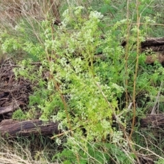 Conium maculatum at Bombala, NSW - 22 Oct 2022