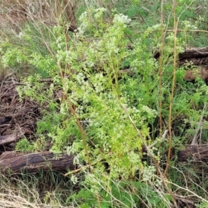 Conium maculatum at Bombala, NSW - 22 Oct 2022