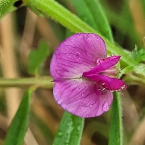 Vicia sativa at Bombala, NSW - 22 Oct 2022