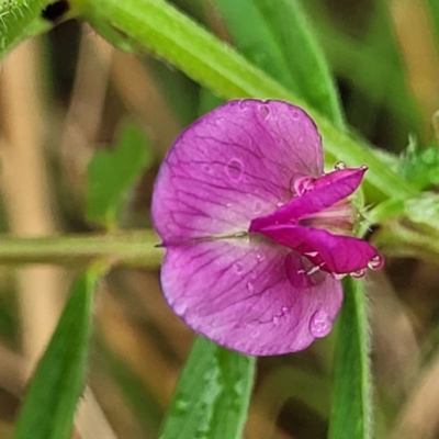 Vicia sativa (Common Vetch) at Bombala, NSW - 22 Oct 2022 by trevorpreston