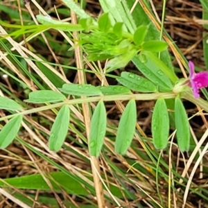 Vicia sativa at Bombala, NSW - 22 Oct 2022