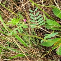 Vicia sativa at Bombala, NSW - 22 Oct 2022