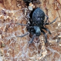Badumna sp. (genus) (Lattice-web spider) at Rockton, NSW - 22 Oct 2022 by trevorpreston