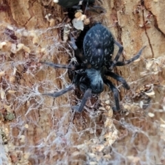 Badumna sp. (genus) at Rockton, NSW - 22 Oct 2022