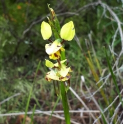 Diuris sulphurea (Tiger Orchid) at Coree, ACT - 22 Oct 2022 by EricZurcher