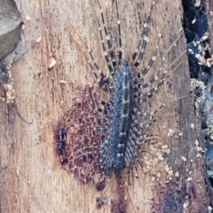 Scutigeridae (family) at Rockton, NSW - 22 Oct 2022 03:15 PM