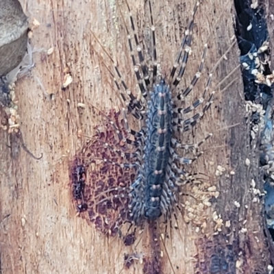 Scutigeridae (family) (A scutigerid centipede) at Rockton, NSW - 22 Oct 2022 by trevorpreston