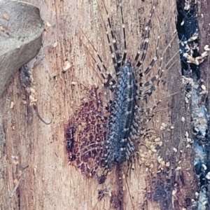 Scutigeridae (family) at Rockton, NSW - 22 Oct 2022